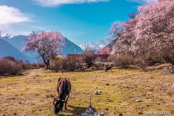 西藏旅游攻略几月份去合适