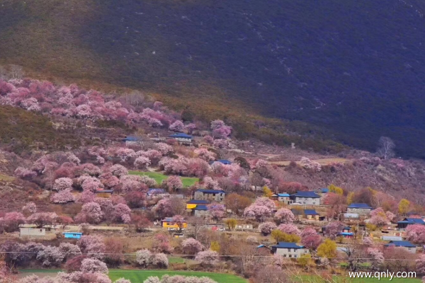 三月林芝桃花节路线