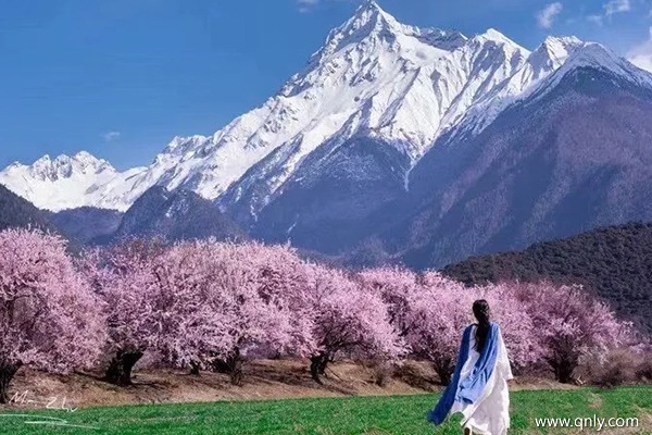 什么时候去林芝看桃花合适