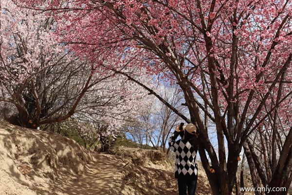 林芝挑花沟的最佳时间