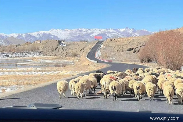 苏州到西藏7日游多少钱